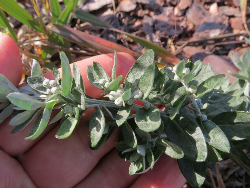 Artemisia saitoana photo 6