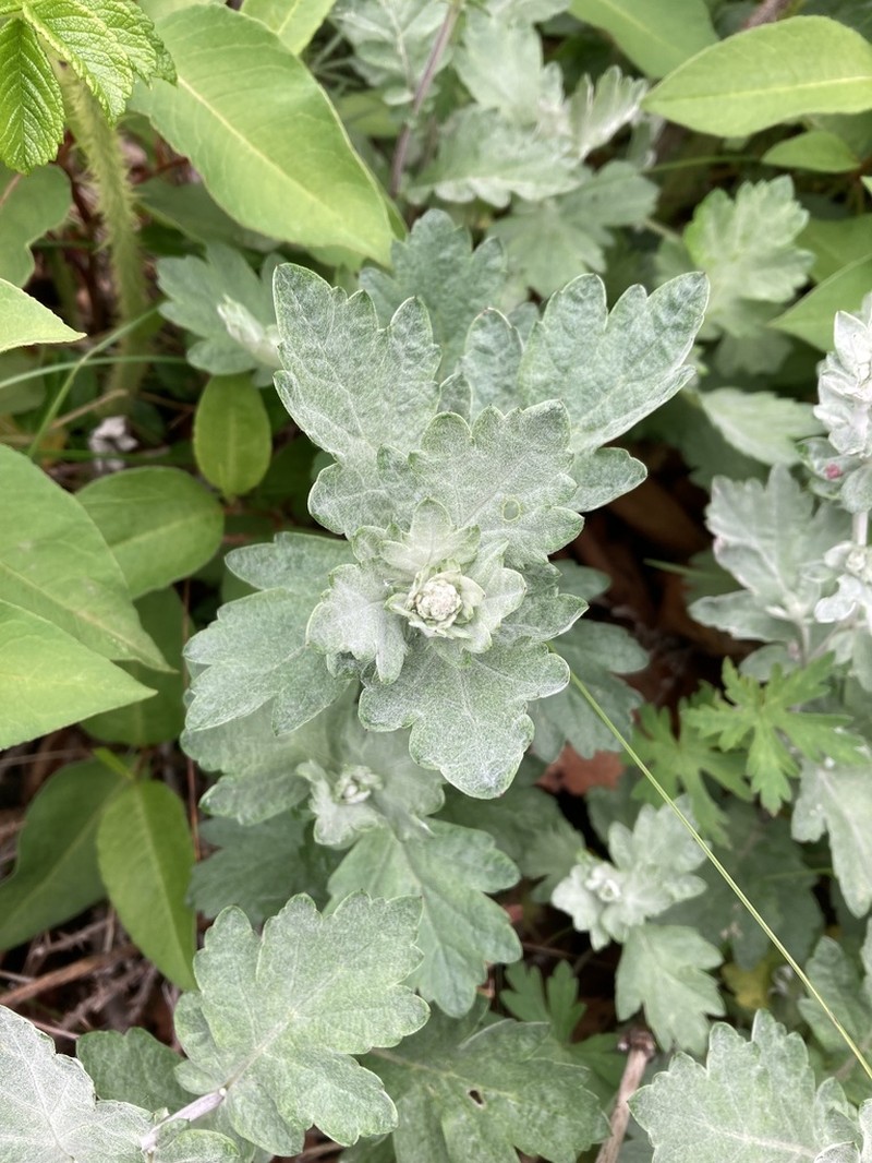 Artemisia saitoana photo 7