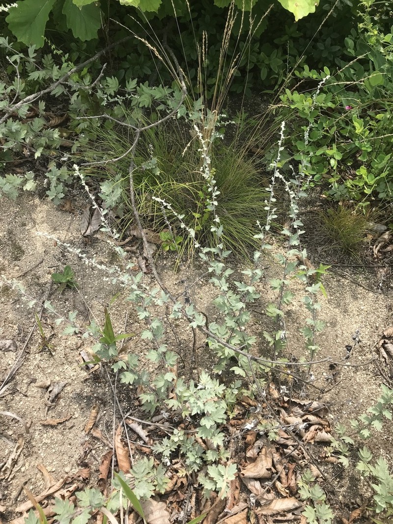 Artemisia saitoana photo 8