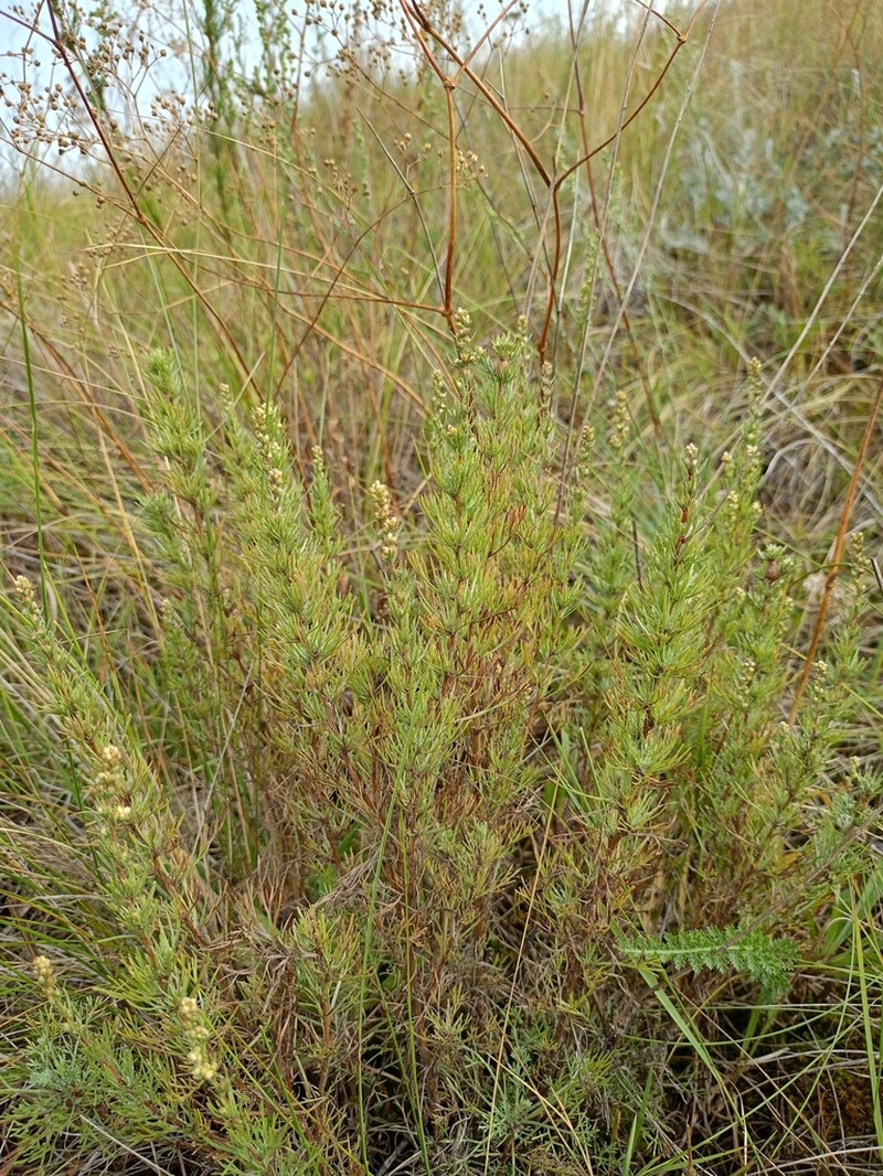 Artemisia salsoloides photo 2