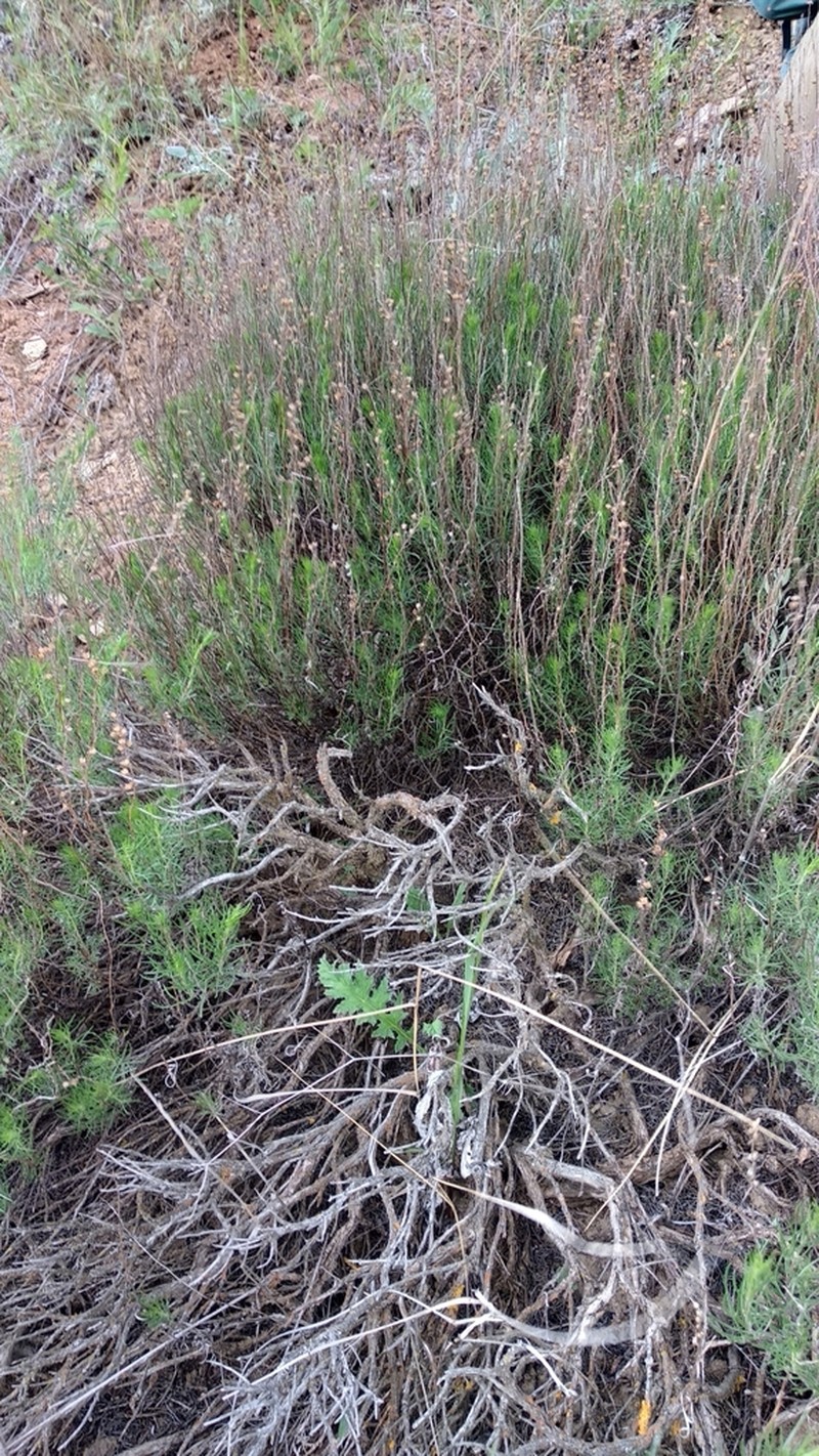 Artemisia salsoloides photo 3