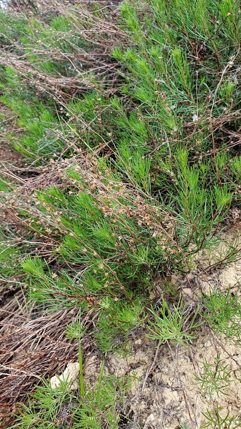 Artemisia salsoloides photo 4