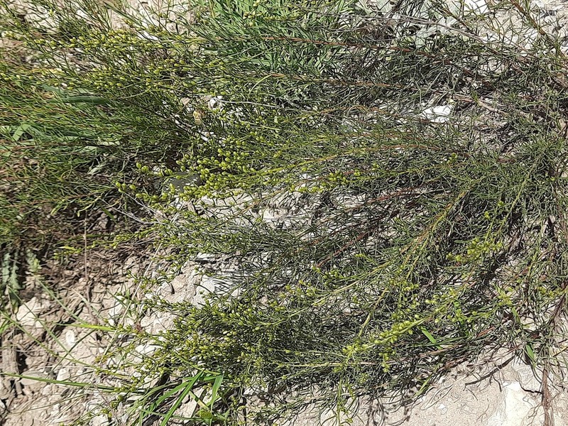 Artemisia salsoloides photo 5