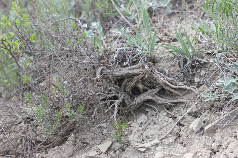 Artemisia salsoloides photo 6