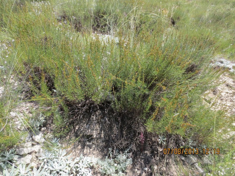 Artemisia salsoloides photo 7