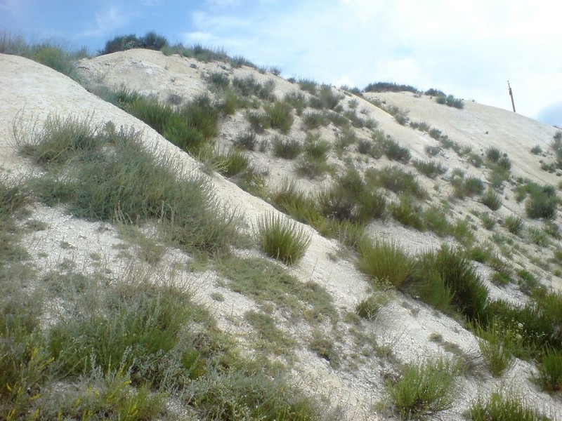 Artemisia salsoloides photo 8