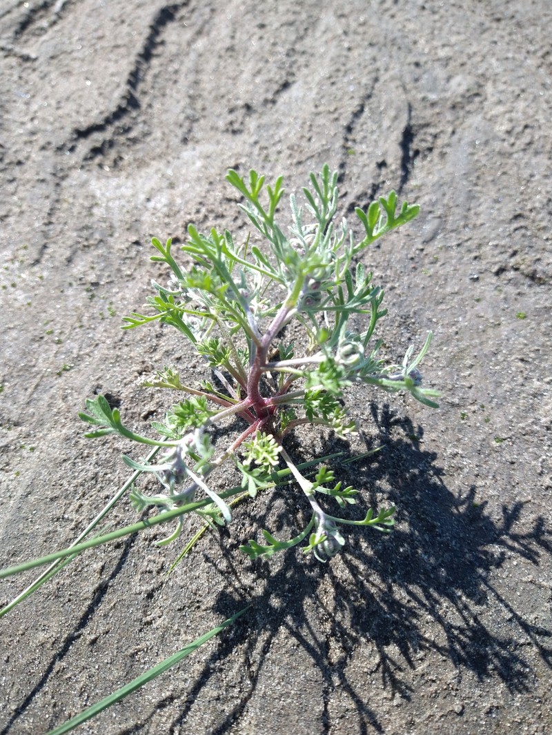 Artemisia samoiedorum photo 3
