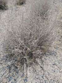 Artemisia santolina