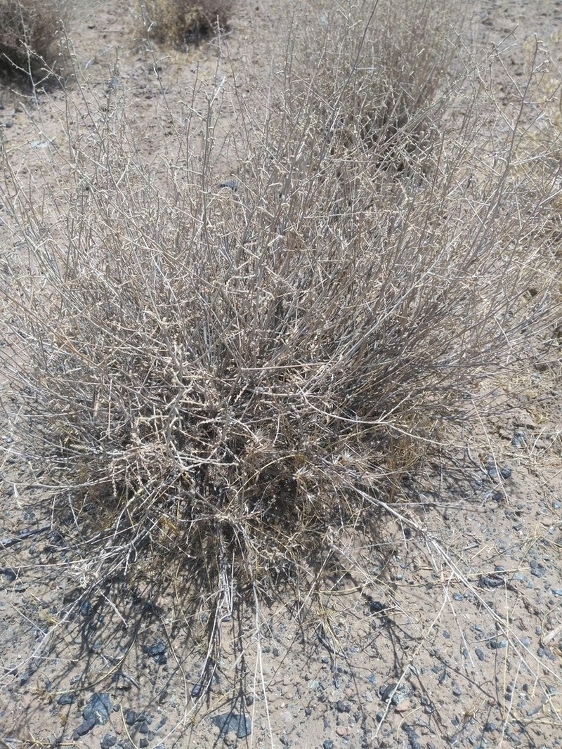 Artemisia santolina