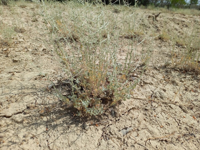 Artemisia santolina photo 4