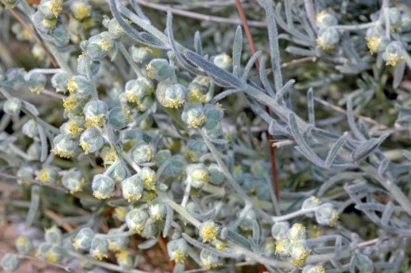 Artemisia santolina photo 5
