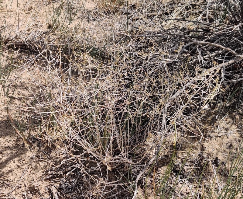 Artemisia santolina photo 6