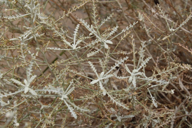 Artemisia santolina photo 7