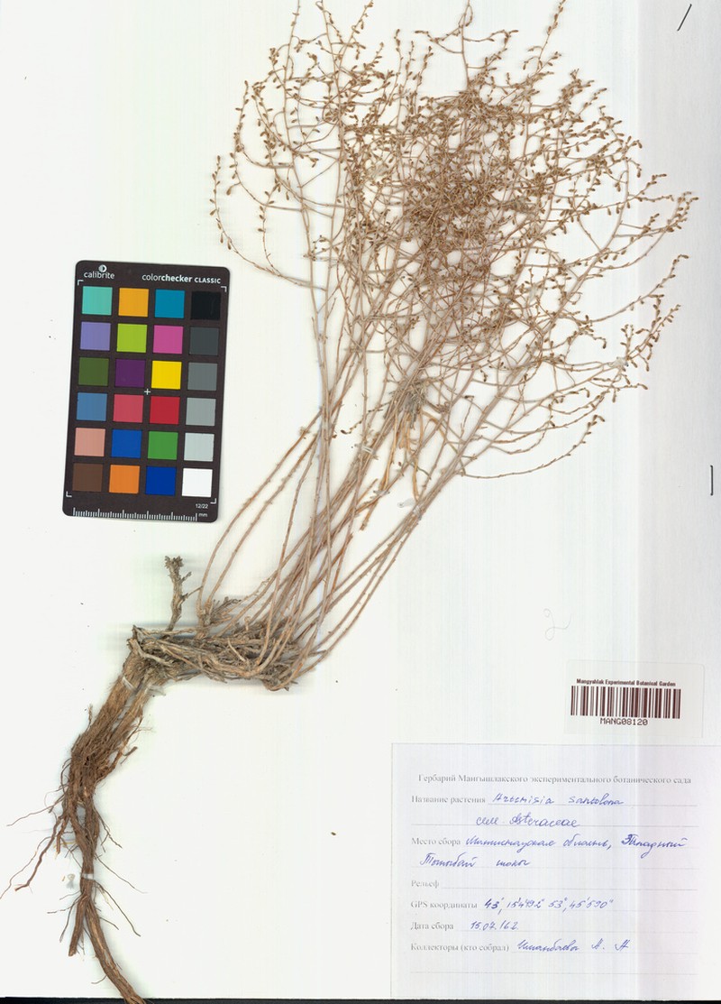 Artemisia santolina