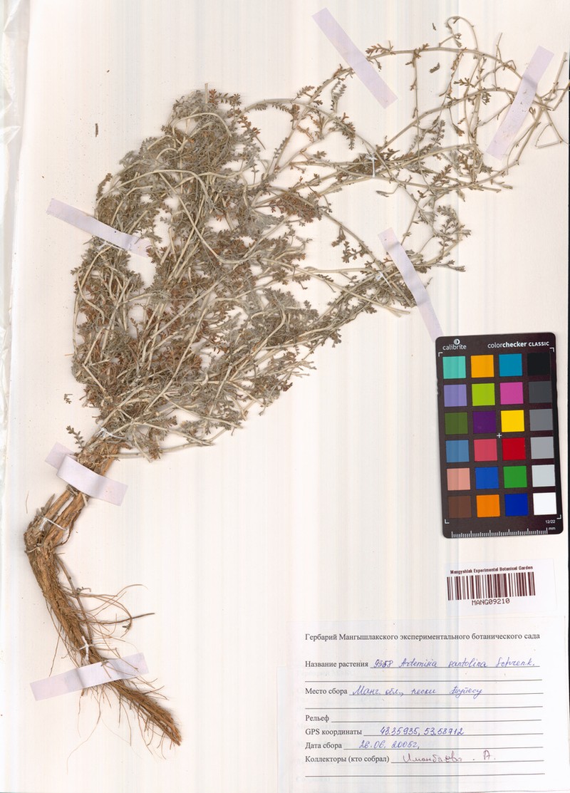 Artemisia santolina photo 2
