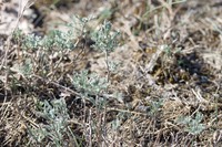 Artemisia santonicum