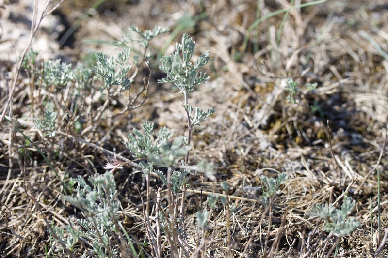 Artemisia santonicum