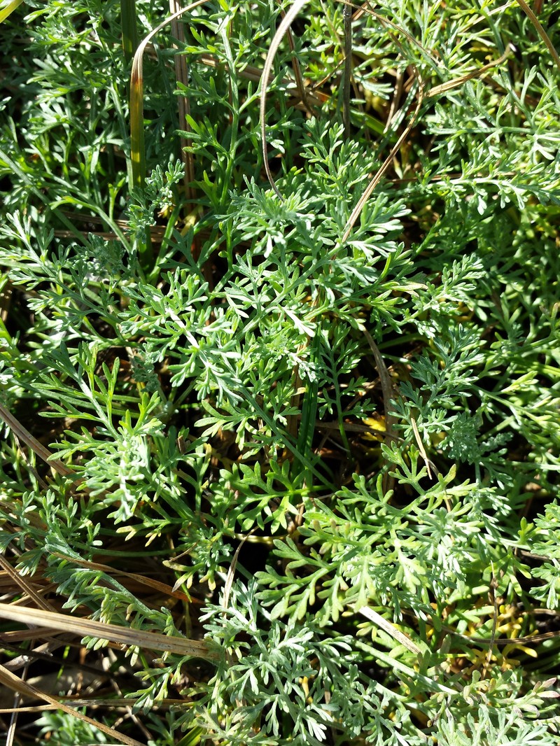 Artemisia santonicum photo 2