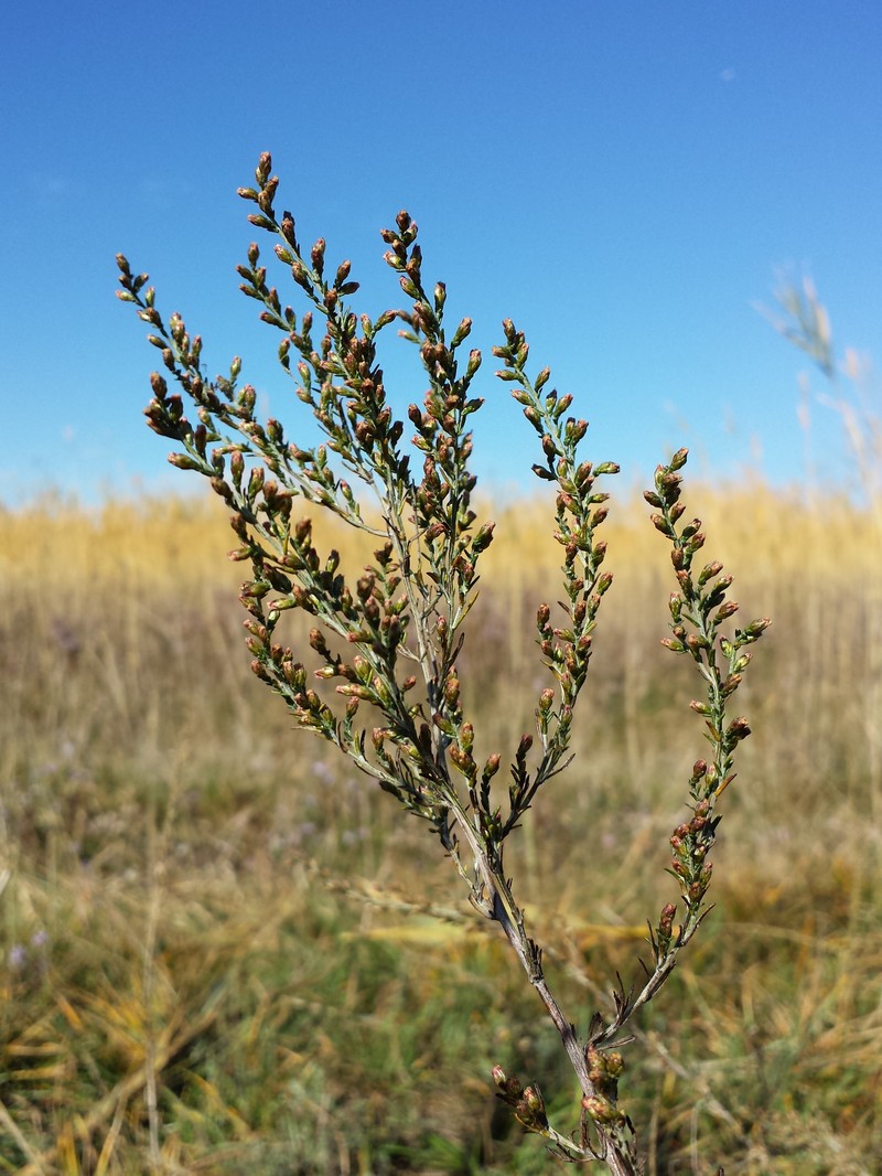 Artemisia santonicum photo 3