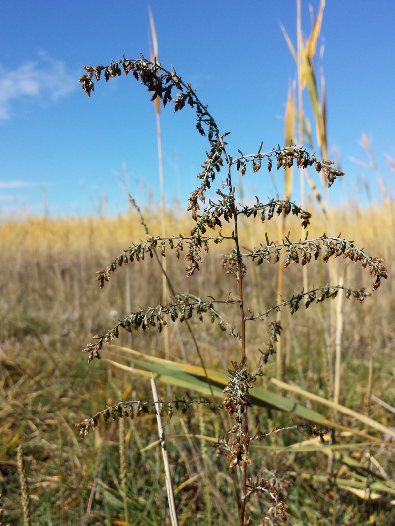 Artemisia santonicum photo 4