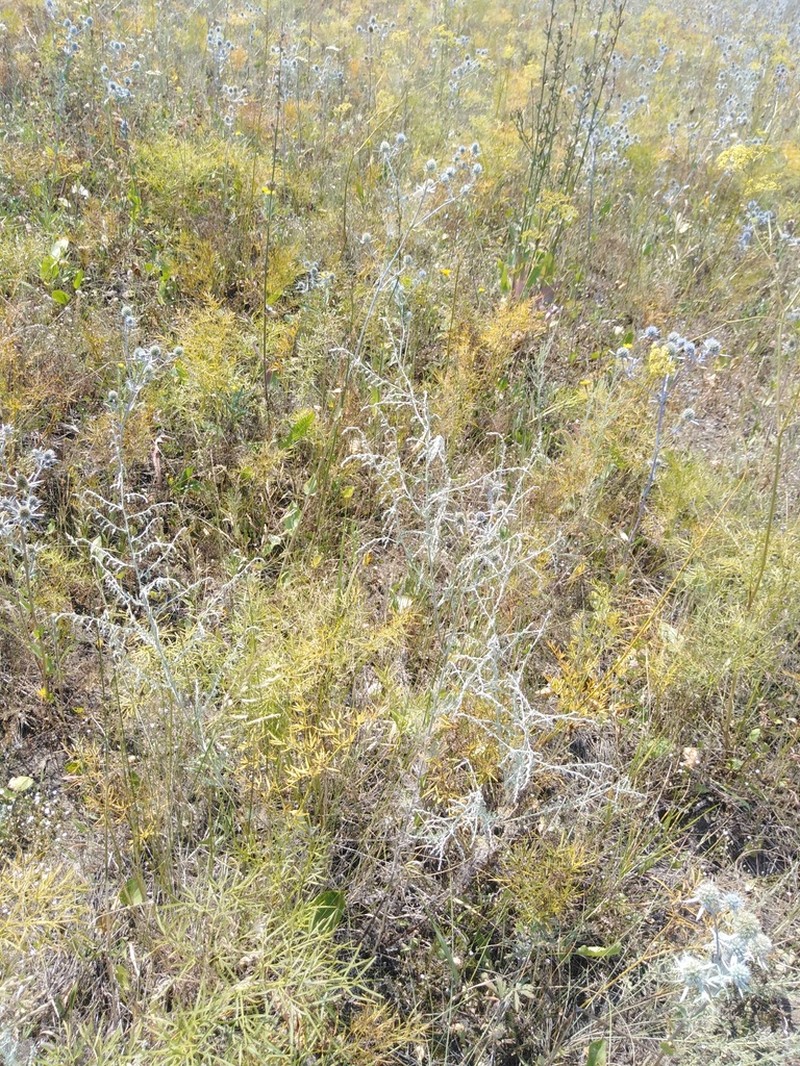 Artemisia santonicum photo 5