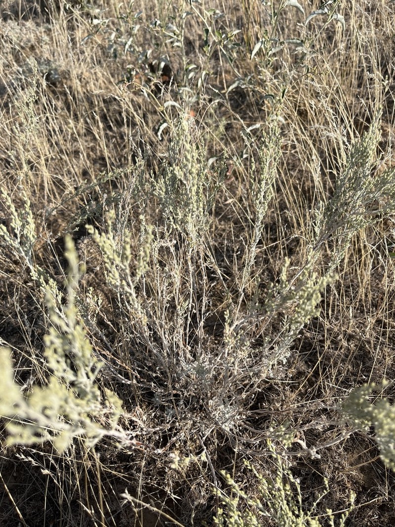 Artemisia santonicum photo 6