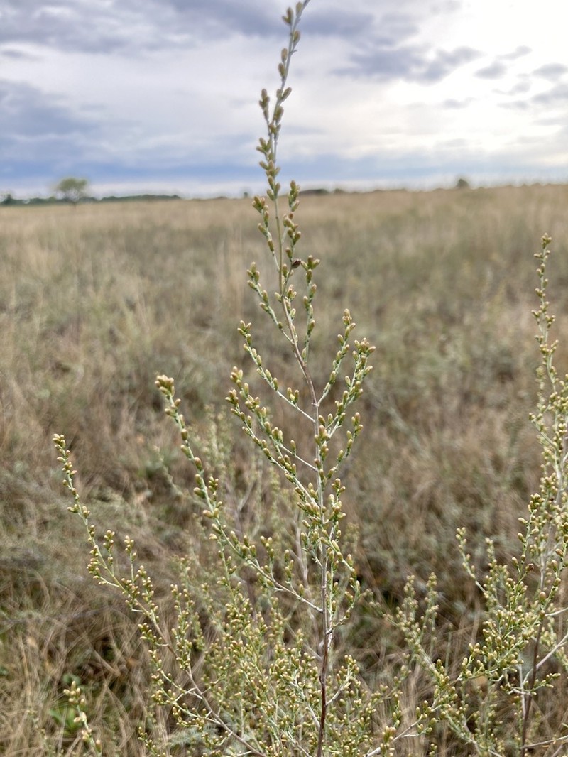 Artemisia santonicum photo 7