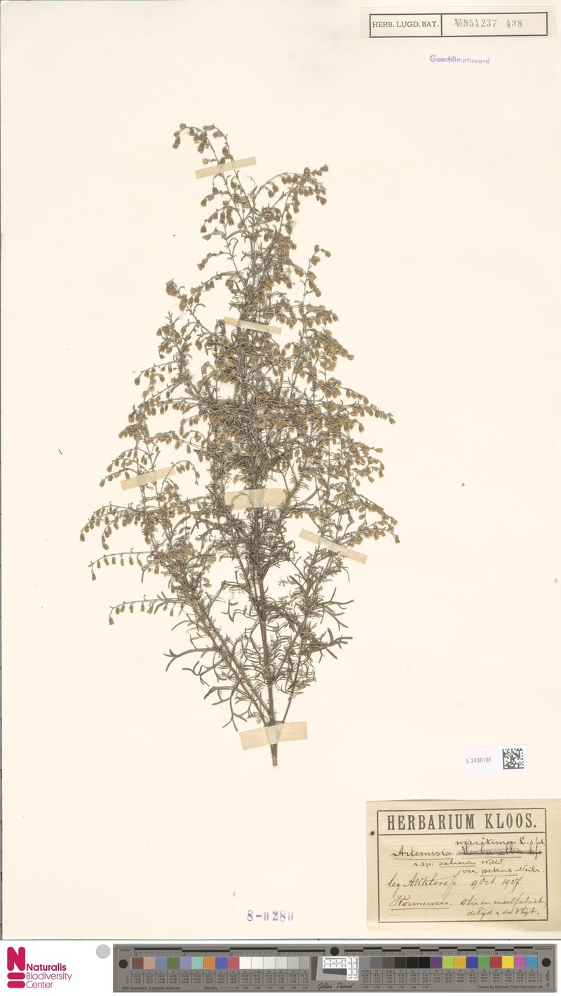 Artemisia santonicum subsp. patens