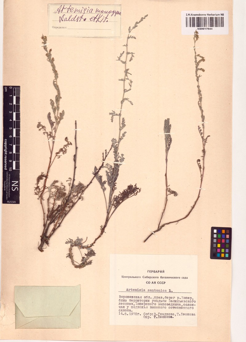 Artemisia santonicum subsp. santonicum