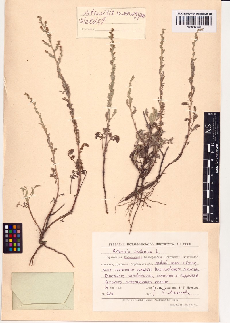 Artemisia santonicum subsp. santonicum photo 2