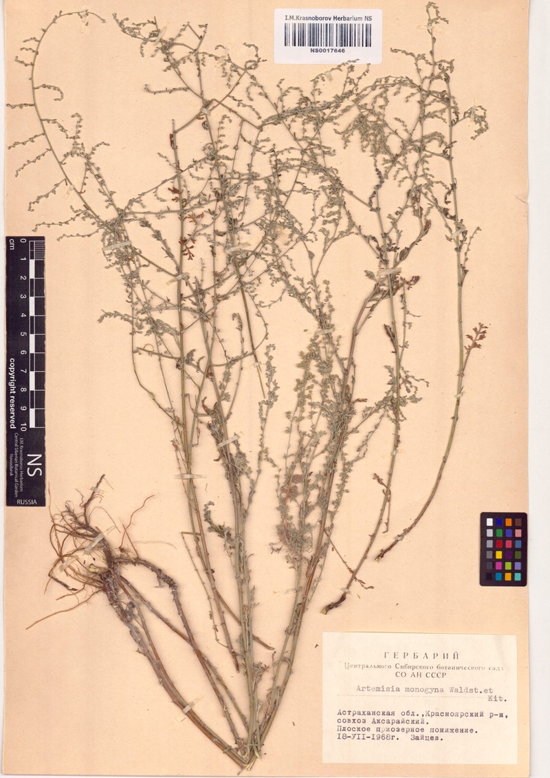 Artemisia santonicum subsp. santonicum photo 3