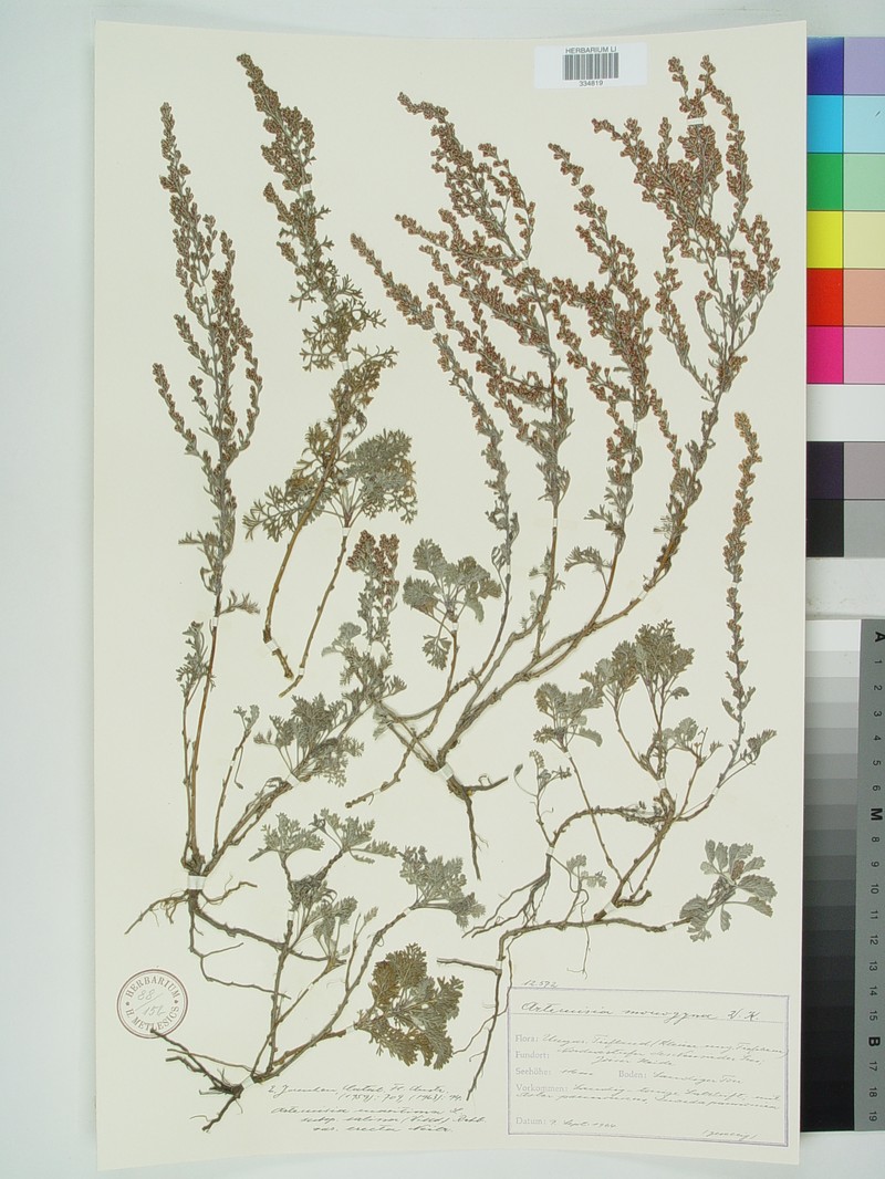 Artemisia santonicum subsp. santonicum photo 4