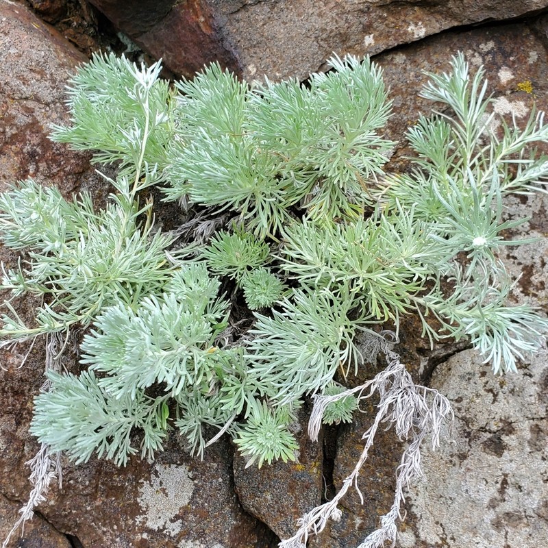 Artemisia schmidtiana photo 3