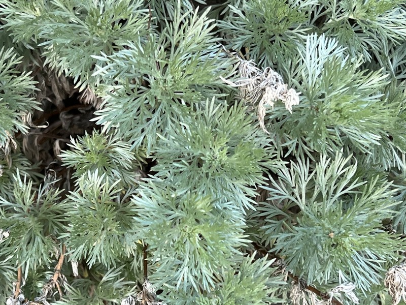 Artemisia schmidtiana photo 4