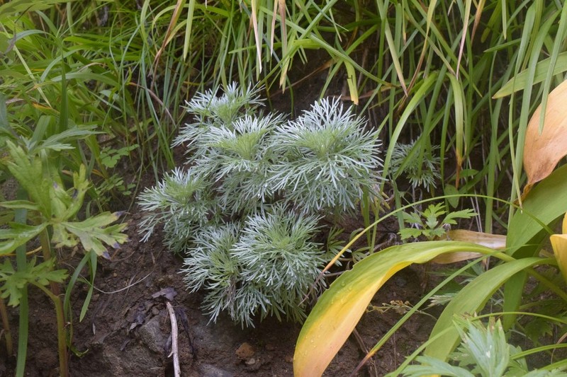 Artemisia schmidtiana photo 5