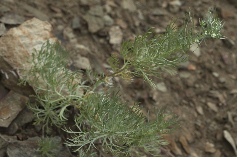 Artemisia schmidtiana photo 6