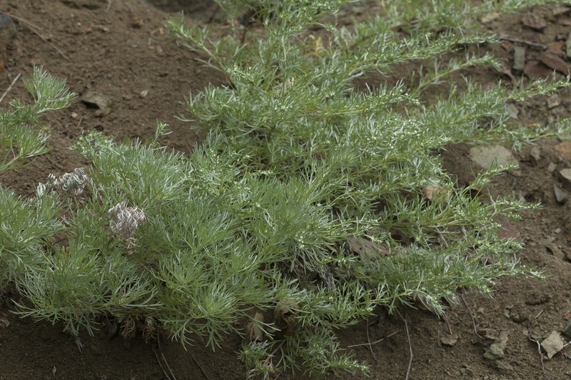Artemisia schmidtiana photo 7