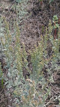 Artemisia schrenkiana
