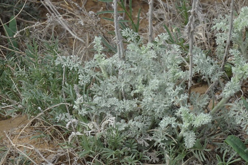 Artemisia schrenkiana photo 2