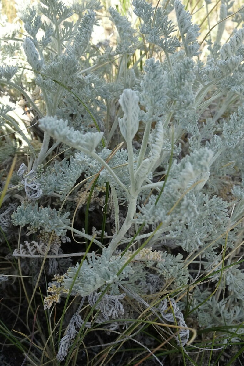 Artemisia schrenkiana photo 3