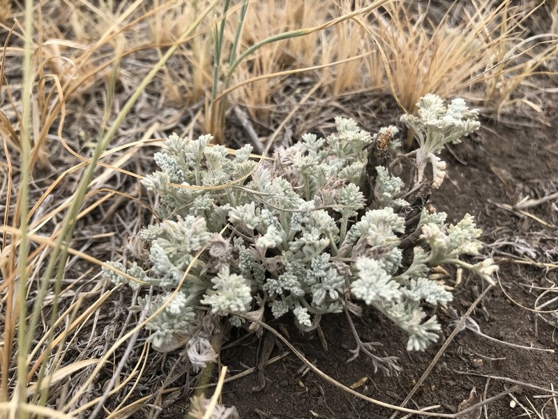 Artemisia schrenkiana photo 4