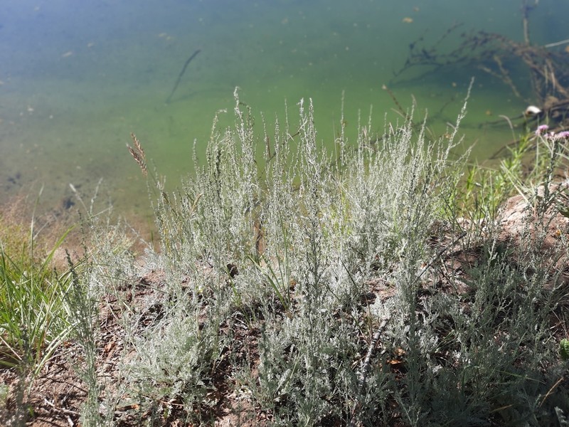 Artemisia schrenkiana photo 5