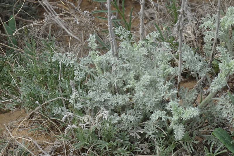 Artemisia schrenkiana photo 8
