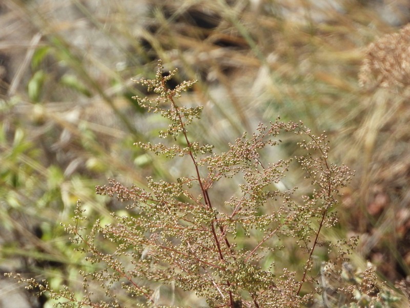 Redstem Wormwood photo 3