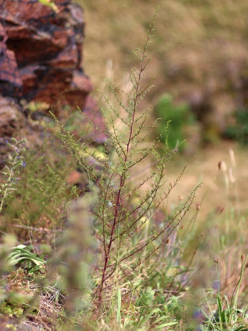 Redstem Wormwood photo 4
