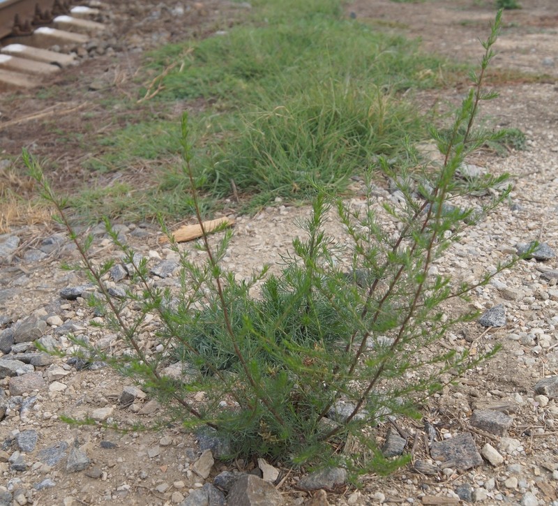 Redstem Wormwood photo 5
