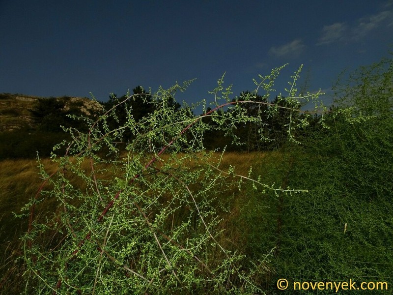 Redstem Wormwood photo 6