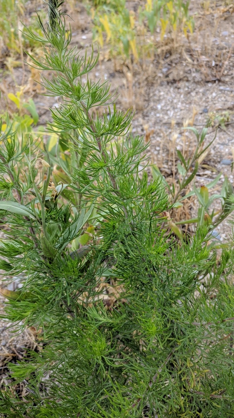Redstem Wormwood photo 7