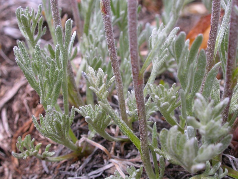 Alpine Sagebrush