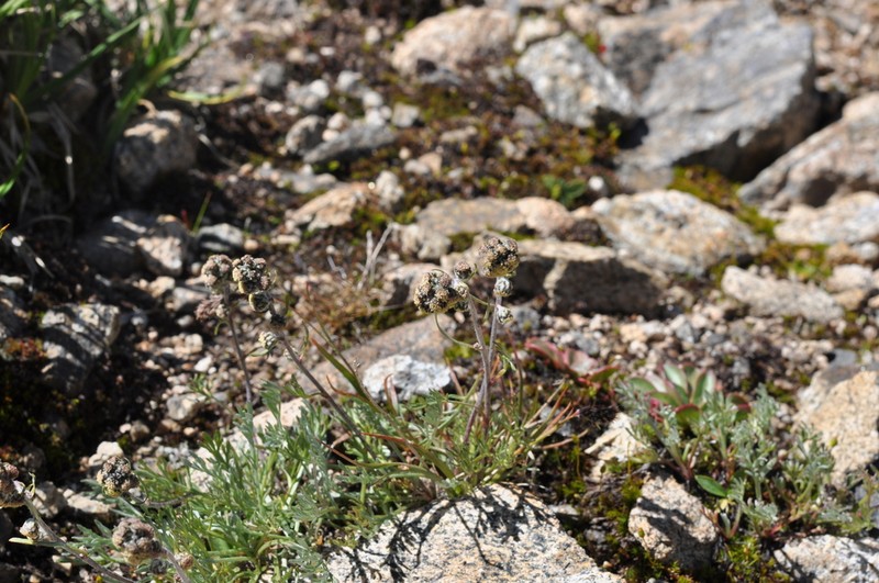 Alpine Sagebrush